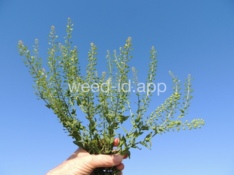 pepperweed, field